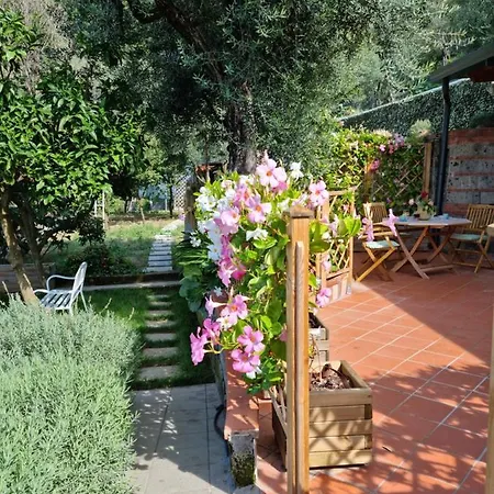 Olive - Moderno Tra Gli Ulivi Di